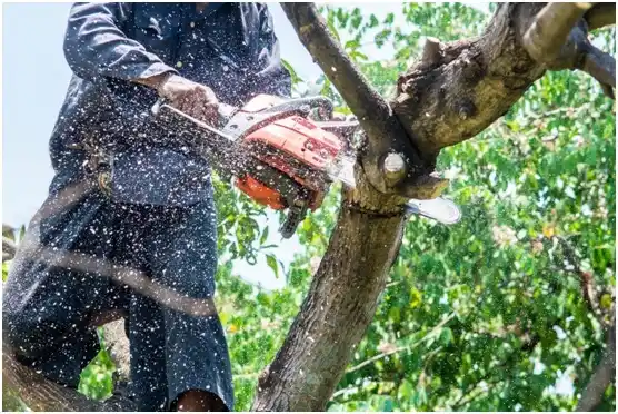 tree services Shoreline